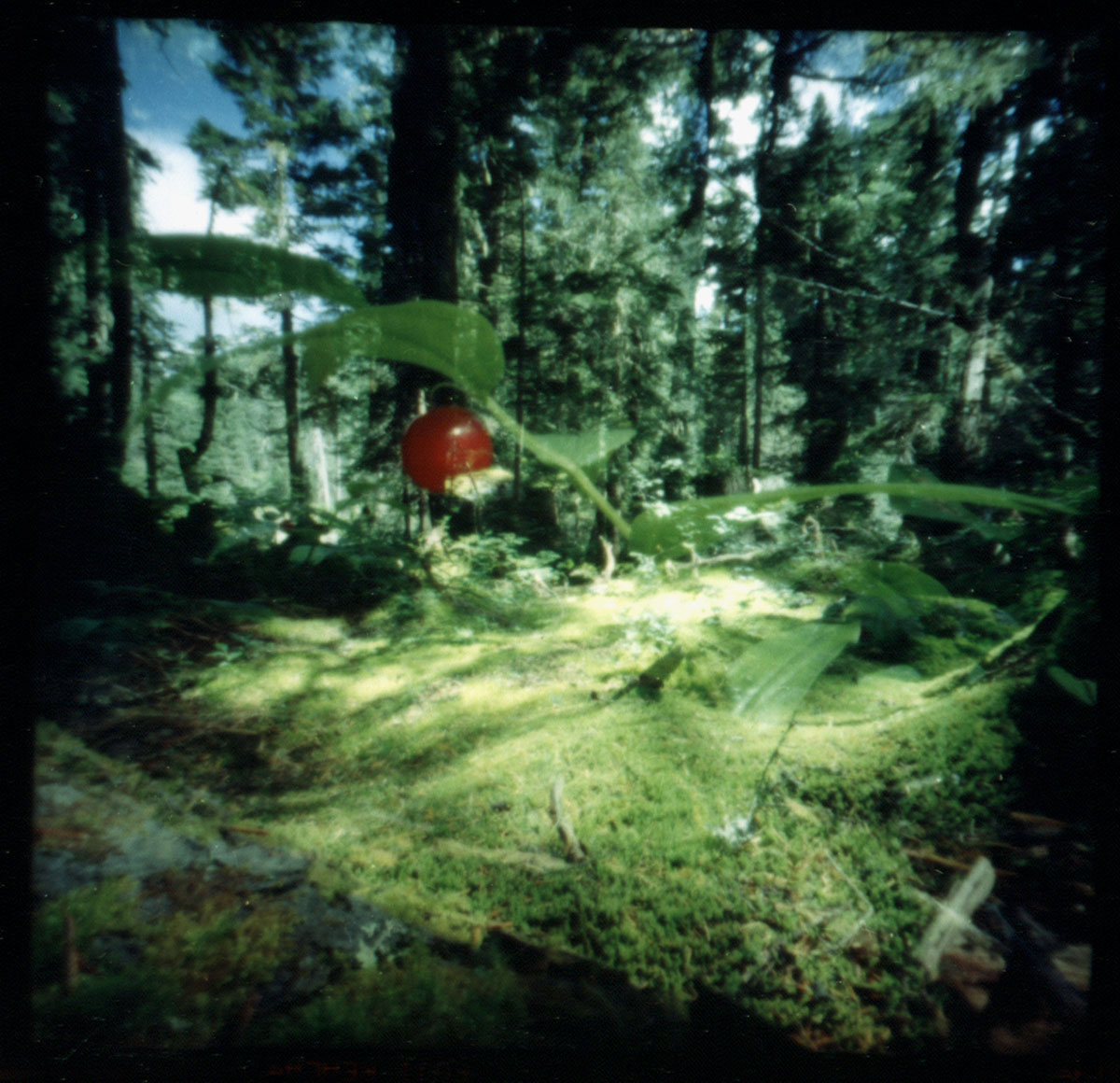 wheeler-hut-expedition_02_berry-clearing_rogers-pass-alberta_2000_dianne-bos