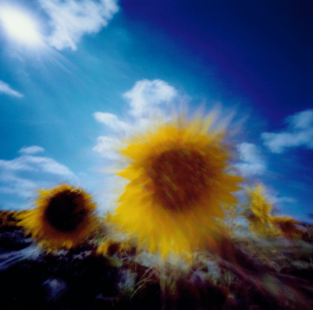Sunflower Ariege, France (2005)