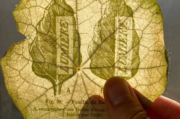 Herbarium Photo(synthesis) Album