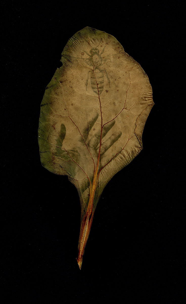 UPCOMING EXHIBITION: Herbarium Photo(synthesis) Album II